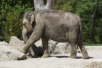 Image showing Old elephant