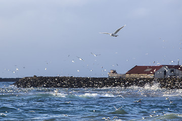 Image showing Gulls hunting for fish