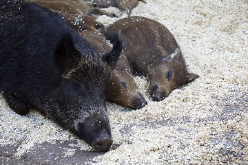 Image showing Mother boar with her babies