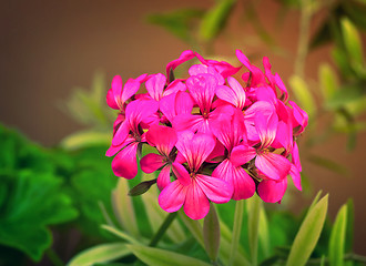 Image showing Beautiful primrose flower among green leaves in the garden.