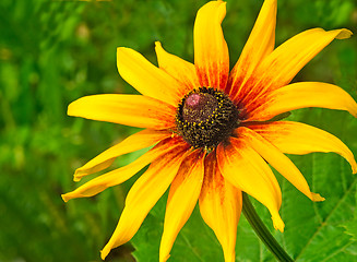 Image showing Big beautiful flower with yellow petals.