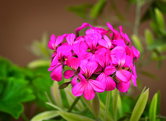 Image showing Beautiful primrose flower among green leaves in the garden.