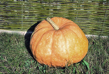 Image showing One big pumpkins lie at a wattled fence.