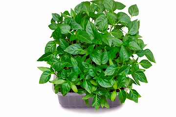 Image showing Young seedlings of pepper on a white background.