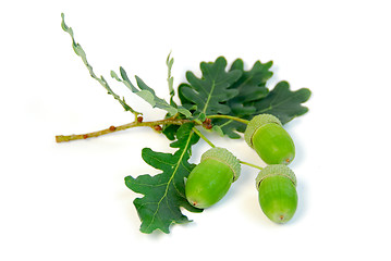 Image showing Acorns oak branch