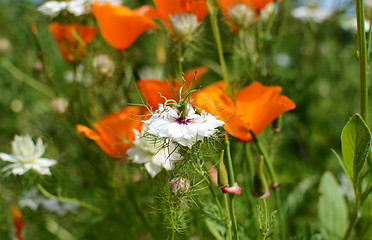 Image showing White nigella flower 