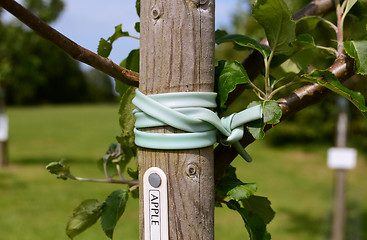 Image showing Young apple tree staked in an orchard