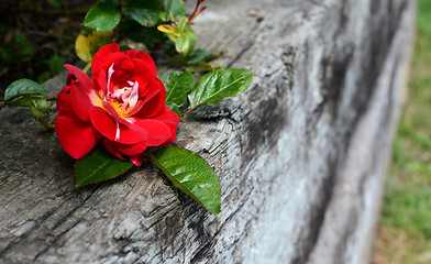 Image showing Red rose on weathered wood