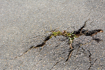 Image showing Thistle breaks through tarmac