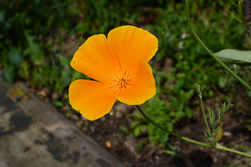 Image showing Bright orange Californian poppy 