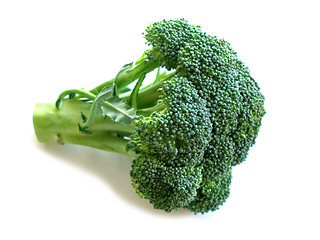 Image showing Broccoli isolated on white