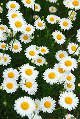 Image showing Summer daisies