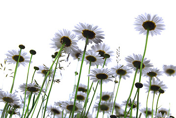 Image showing Daisies on white