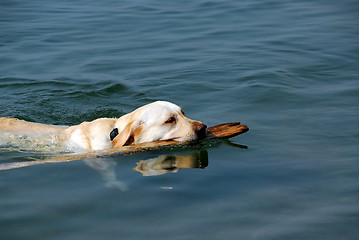 Image showing Dog swimming