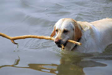 Image showing Dog swimming