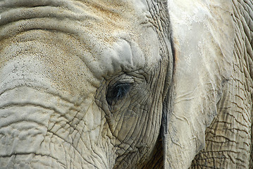 Image showing Elephant