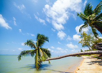 Image showing Palm trees at a tropical beach