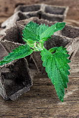 Image showing Melissa officinalis herb on wooden table top