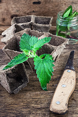 Image showing Melissa officinalis herb on wooden table top