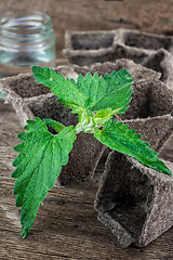 Image showing Melissa officinalis herb on wooden table top