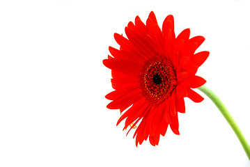 Image showing Red gerbera flower