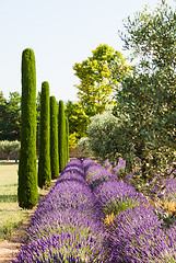 Image showing Lavander field