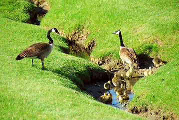 Image showing Goose family