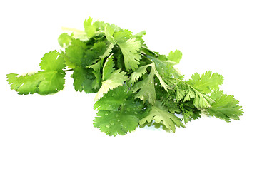 Image showing green bunch of coriander