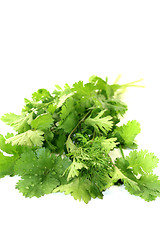 Image showing fresh green bunch of coriander