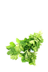 Image showing fresh bunch of coriander