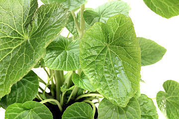 Image showing wasabi leaves