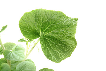 Image showing wasabi leaf