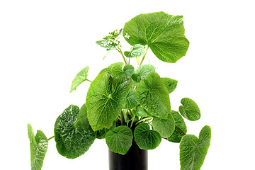 Image showing wasabi leaves with white blossoms