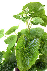 Image showing fresh wasabi leaves with blossoms