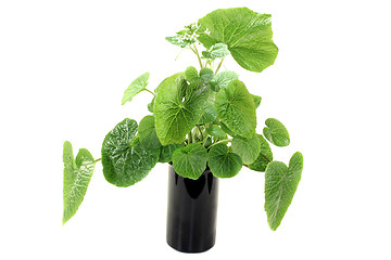 Image showing green wasabi leaves with blossoms