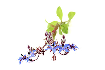 Image showing fresh healing blue Borage