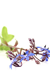 Image showing fresh delicious blue Borage