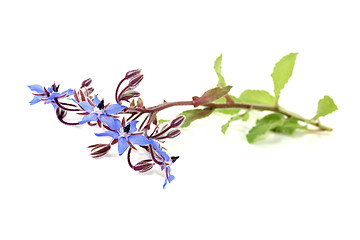 Image showing fresh natural Borage