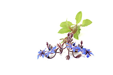 Image showing fresh delicious Borage