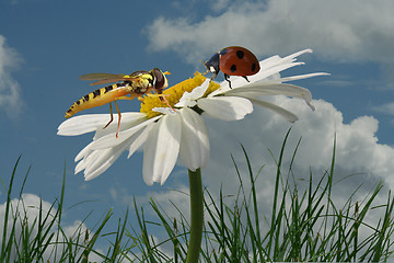 Image showing Meeting of insects