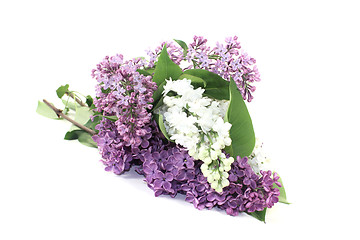 Image showing lilac blossoms