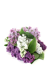 Image showing colorful lilac blossoms