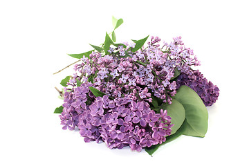 Image showing purple lilac blossoms