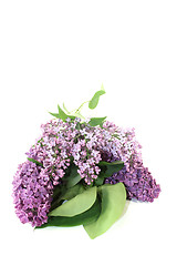 Image showing fresh purple lilac blossoms