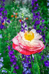 Image showing flower meadow