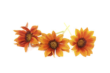 Image showing fresh orange and brown midday flower