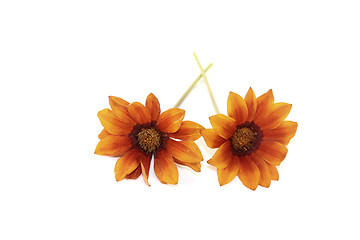 Image showing orange and brown midday flower