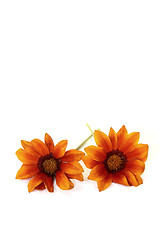 Image showing two orange and brown midday flower