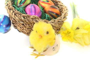 Image showing Easter Basket with chick and colorful eggs