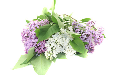 Image showing a bouquet of lilac blossoms